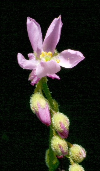 Drosera filiformis tracyi