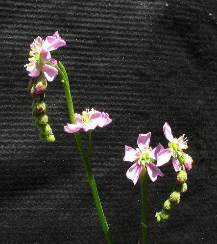 Drosera filiformis tracyi